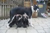 vand pui pitbull