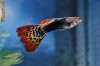 Pesti Guppy Leopard Rosu