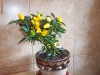 Seminte chili(ardei iute) 
