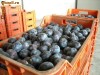 Palinca de Zalau, 100% naturala din prune, 52 grade, (tuica/alcool/tarie)