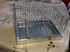COLIVIE PENTRU CANARI