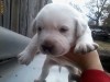 pui labrador