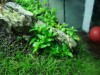 Plante acvariu, staurogyne repens