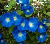 Seminte Zorele Heavenly Blue
