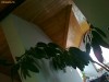 Ficus in ghiveci ceramic 1 pana la 3 metri inaltime