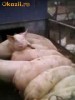Porci de vanzare cu greutatea intre 80-100kg (8-10lei / kg),28km fata de bucuresti.tel.0***