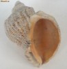 Scoica decorativa. Dimensiuni 11CM X 7 CM.