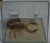 Scorpion urias adus din Egipt