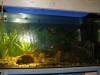 Vand Acvariu 75L + 25 Pesti + masa