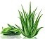 Ceai Bio din boboci de Aloe
