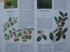 R12. Secretele si puterea de vindecare a plantelor - Lb. germana - Format mare, ilustrata