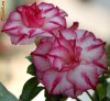 Vanzare Adenium Obesum(Trandafirul Desertului)25 lei