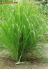 Seminte Lemongrass (iarba de lamaie)