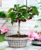 CIRES PITIC (de tip BONSAI, special pt. BIROU, BALCON, TERASA)