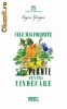 Cele mai folosite 17 plante pentru vindecare - 121993