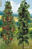 COACAZ COLUMNAR (special pt. BALCON, TERASA sau GRADINA)