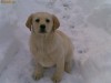 vand pui golden retriever