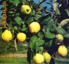 GUTUI -PUIETI PENTRU PLANTAT -PRIMAVARA 2012