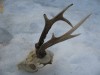 TROFEU Coarne (24 CM.) Tap Caprior cu Craniu TROFEU Coarne (24 CM.) Tap Caprior cu Craniu