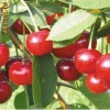 Pomi Fructiferi - Schatten Morelle