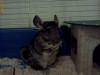 Chinchilla pereche plus accesorii complet