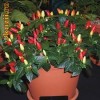 Chilli de balcon ! Seminte Chilli Chilli de balcon ! Seminte Chilli