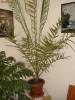 Curmal deosebit phoenix planta decorativa de apartament casa vila