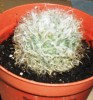 Vand cactusi din specia Mammilaria