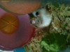Hamster