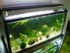 Suport inox cu 2 acvarii complete de 80x30x35