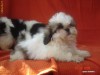 vand catei shih-tzu