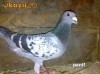 PORUMBEI VOIAJORI . EXEMPLARE DEOSEBITE .
