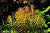 Plante acvariu -Nesaea Pedicelata