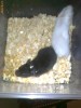 vand hamsteri