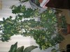 Planta apartament