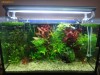 Vand acvariu complet echipat (Pesti,accesorii,decor,plante naturale)!