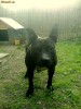 pitbull