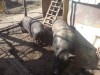 MEGA OFERTA - PORCI VIETNAMEZI