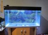 Vand acvariu 200 litri pesti exotici filtru jbl e900 capac original