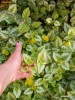 HEDERA PLECTRANTUS ARGINTIE