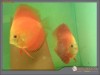 Vand Specie de pesti din Amazon : Discusi