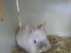 Iepuri rasa TEDDY ZWERG