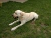 Ofer pentru monta mascul Labrador Retriever galben