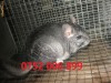 Vand Chinchilla adulti + pui, pret foarte mic
