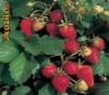 OKAZIE!!! vand rasaduri de capsuni urcatoare,gigantela,ostara si selva.