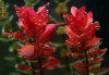 Rotala macrandra