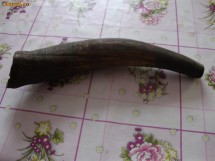corn de suflat(vanatoare) foto