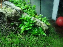 Plante acvariu, staurogyne repens