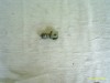 Adaptor Scarita Fata HONDA CB 600 HORNET 98-02