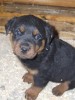 pui rotweiller superbi